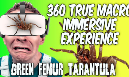 Green Femur Tarantula (phormictopus Hispaniola) VR Video Green Femur Tarantula (phormictopus Hispaniola) VR