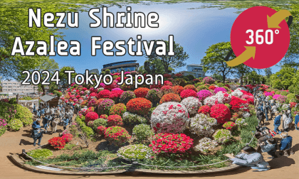 Bunkyo Azalea Festival | Nezu Shrine 2024 - Tokyo Japan Trip【根津神社 つつじまつり 2024】