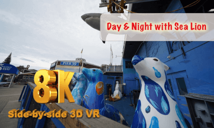 [FREE] Day and Night with Sea Lions - 8K 3D VR