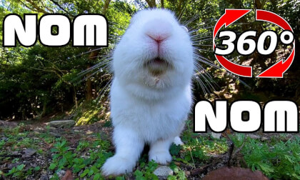 [360 Video]A round white rabbit eats food in front of me