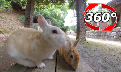 [360 Video]Rabbit climbs the bench and has lunch.