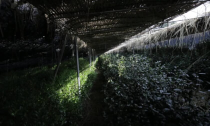 Drop of tea(茶の雫) VR Video Drop of tea(茶の雫) VR