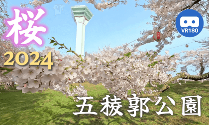[VR180]Cherry Blossoms in Goryokaku Park, Hakodate 2024