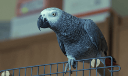 The Parrot The Parrot