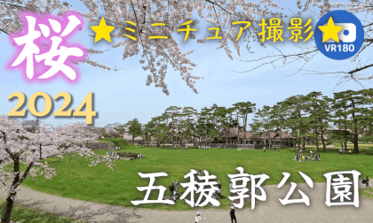 [VR180] Cherry Blossoms in Goryokaku Park, Hakodate 2024 *Miniature Shooting* [Giant's eye]