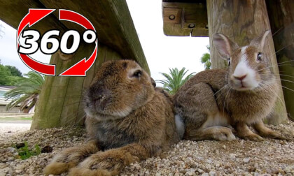 [360 Video] Rabbits relaxing under the table.
