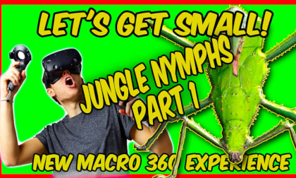 8K MACRO VR - JUNGLE NYMPHS PART 1 VR Video 8K MACRO VR - JUNGLE NYMPHS PART 1 VR