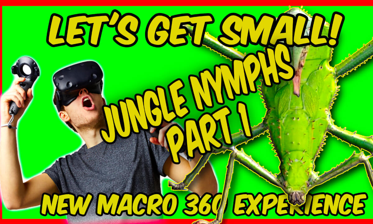 8K MACRO VR - JUNGLE NYMPHS PART 1