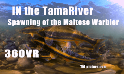 多摩川マルタウグイの産卵 VR Video 多摩川マルタウグイの産卵 VR