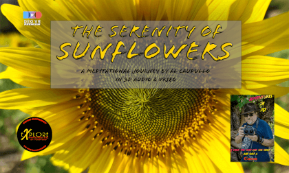 The Serenity of Sunflowers in 3D VR180