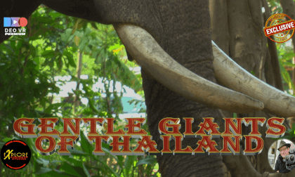 The Gentle Giants of Thailand VR Video The Gentle Giants of Thailand VR