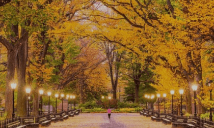 New York Central Park Part One