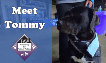 Meet Adoptable Diamond Dog Tommy from PAW 3D 180 VR Meet Adoptable Diamond Dog Tommy from PAW 3D 180 VR