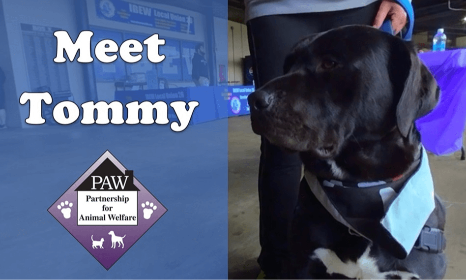Meet Adoptable Diamond Dog Tommy from PAW 3D 180 VR
