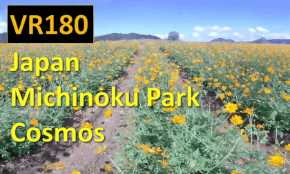 Japan Michinoku Park Cosmos