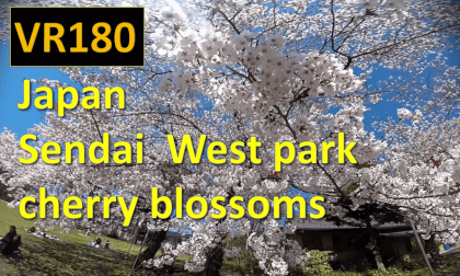 Japan Sendai West park cherry blossoms VR Video Japan Sendai West park cherry blossoms VR