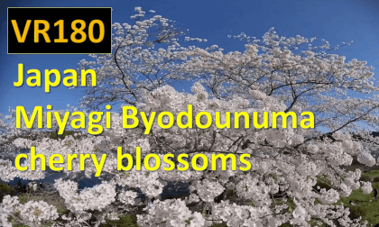Japan Miyagi Byodounuma cherr blossoms VR Video Japan Miyagi Byodounuma cherr blossoms VR