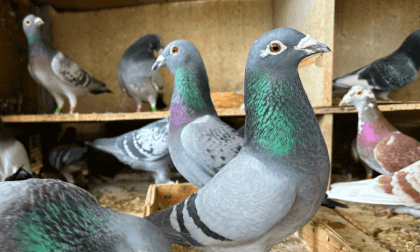 【VR180】Feeding Time: Delighting Pigeons