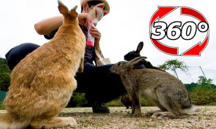 [360 Video] Rabbits of three colors were gathering