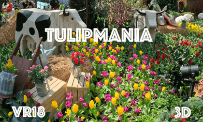 [VR180] Life in Singapore - Tulipmania at Flower Dome