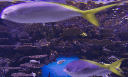 Fish Worlds Fish Worlds