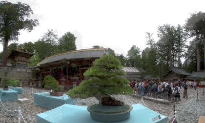 Bonsai_VR VR Video Bonsai_VR VR