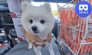 Cute Dog @VR180Taichung, Taiwan Virtual Experience VR Video Cute Dog @VR180Taichung, Taiwan Virtual Experience VR