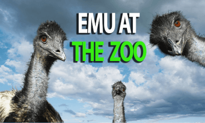 Emu at the Zoo in VR Emu at the Zoo in VR