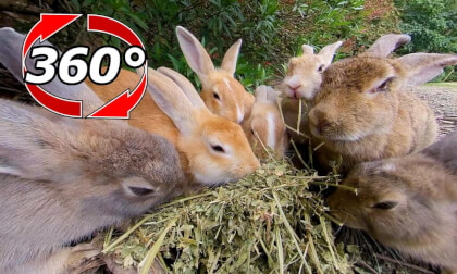 [360 Video] All the rabbits get along and eat Timothy