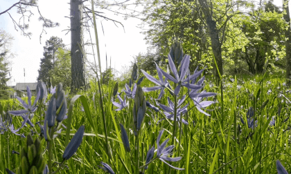 Spring Grass 8K 360 VR Video Spring Grass 8K 360 VR