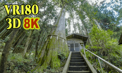 The largest cedar tree in Tokyo at Itsuhashira shrine VR Video The largest cedar tree in Tokyo at Itsuhashira shrine VR
