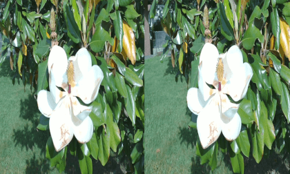 3D Magnolia Blossoms May 23 and 24 VR Video 3D Magnolia Blossoms May 23 and 24 VR