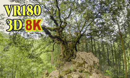 Big oak tree with roots spread out on limestone in Oku-Tama,Tokyo,Jaoan VR Video Big oak tree with roots spread out on limestone in Oku-Tama,Tokyo,Jaoan VR