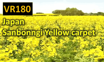 Japan Sanbongi Yellow carpet VR Video Japan Sanbongi Yellow carpet VR