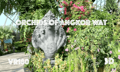 [VR180] Life in Singapore - Orchids of Angkor Wat​ at Cloud Forest