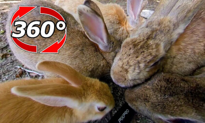 [360 Video] Surrounded by fluffy!? Rabbit covered state.