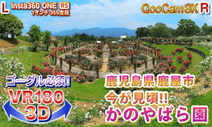 [VR180 3D] Kanoya Rose Garden, Kanoya City, Kagoshima Prefecture