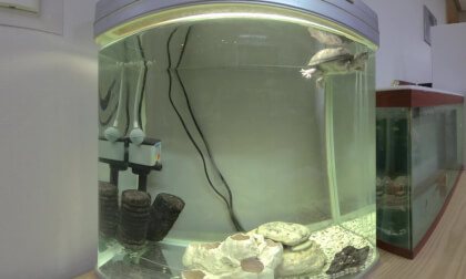 Common musk turtle, Sternotherus odoratus VR Video Common musk turtle, Sternotherus odoratus VR