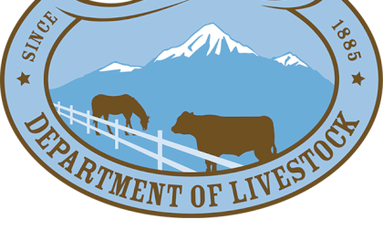 Cattle Branding in Montana VR Video Cattle Branding in Montana VR