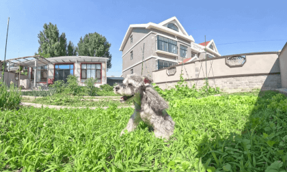 【VR180】Summer with a Snowy Schnauzer VR Video 【VR180】Summer with a Snowy Schnauzer VR
