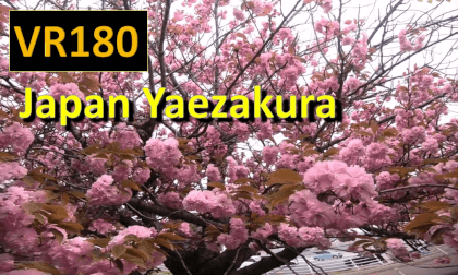 Japan Yaezakura VR Video Japan Yaezakura VR