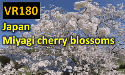 Japan Miyagi cherry blossoms VR Video Japan Miyagi cherry blossoms VR