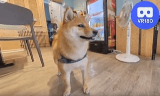 Peanut @牛牛不柴 VR180 Virtual Experience VR Video Peanut @牛牛不柴 VR180 Virtual Experience VR