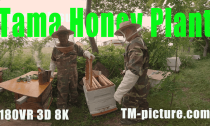 Tama Bee Farm Honey Harvesting Tama Bee Farm Honey Harvesting