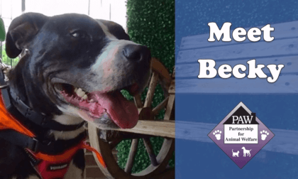 Meet Becky, An Adoptable PAW Dog! Meet Becky, An Adoptable PAW Dog!