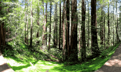 Hillside Path Muir Woods 360VR 8K