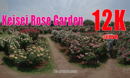 Spring Rose Spring Rose