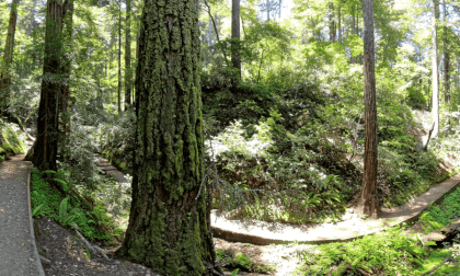 Muir Woods Peaceful Wind in Trees 360VR 8K VR Video Muir Woods Peaceful Wind in Trees 360VR 8K VR
