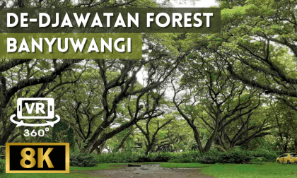Djawatan Forest, Banyuwangi, Indonesia VR Video Djawatan Forest, Banyuwangi, Indonesia VR