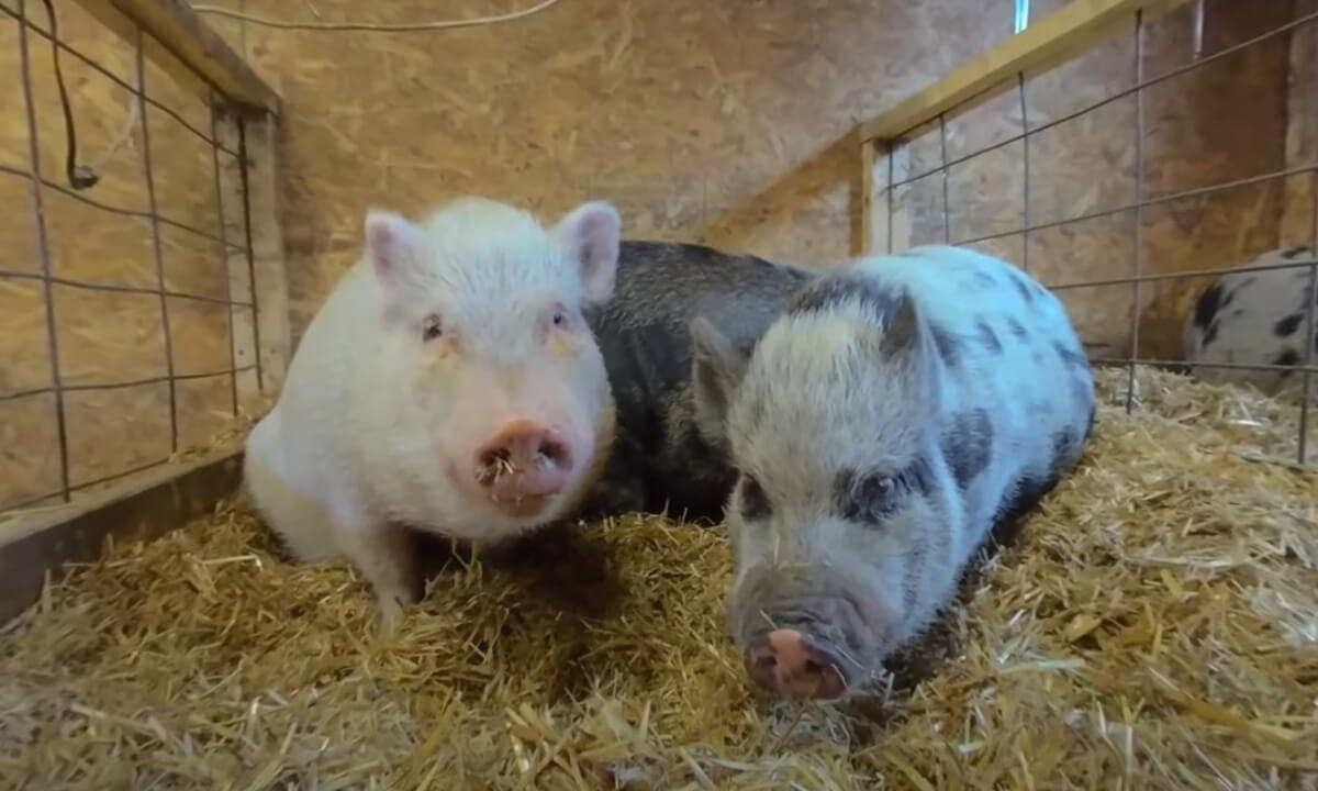 Amelia's Acres Pig Sanctuary Tour 3D 180 VR